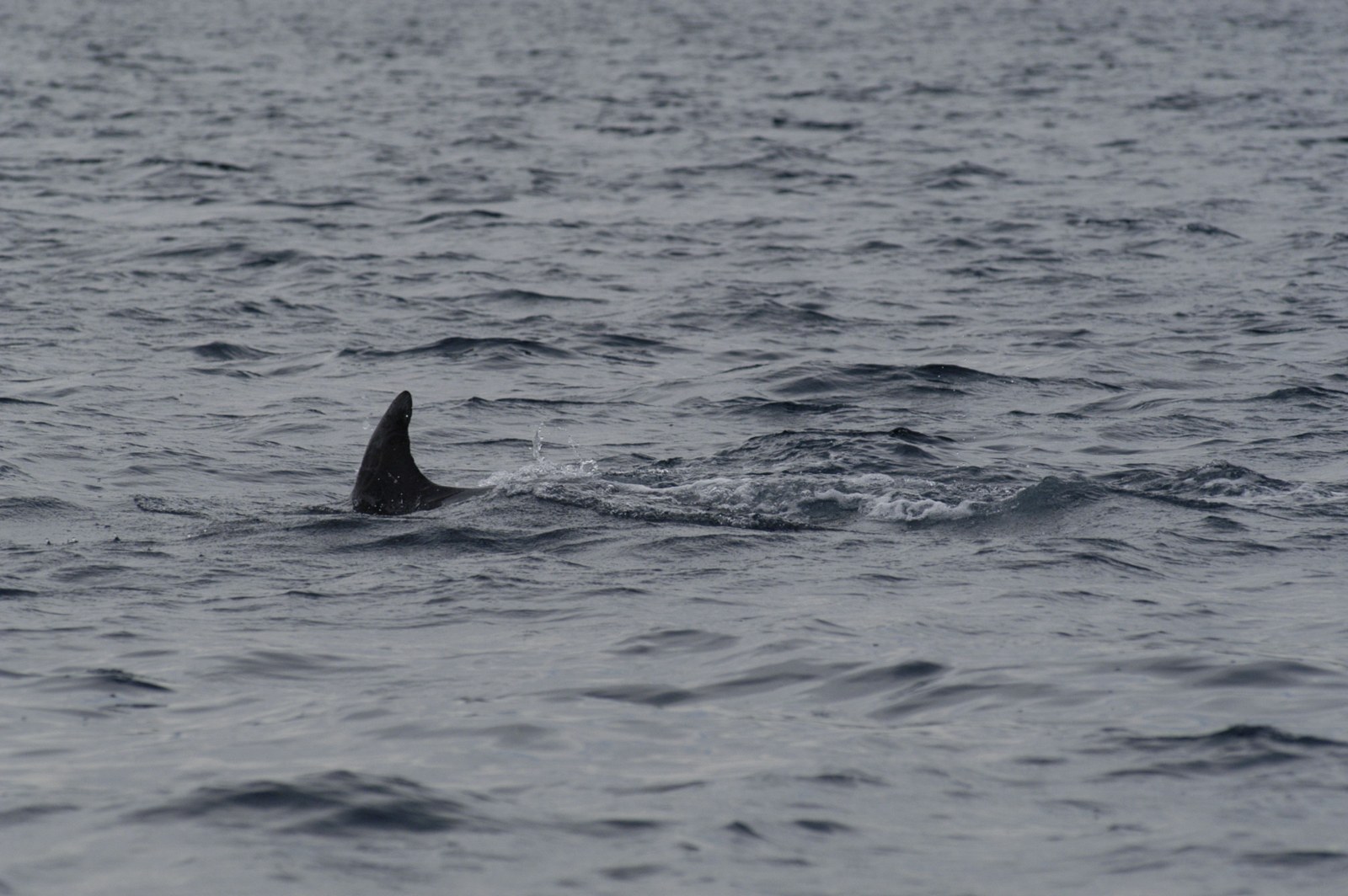 Photo 1187
