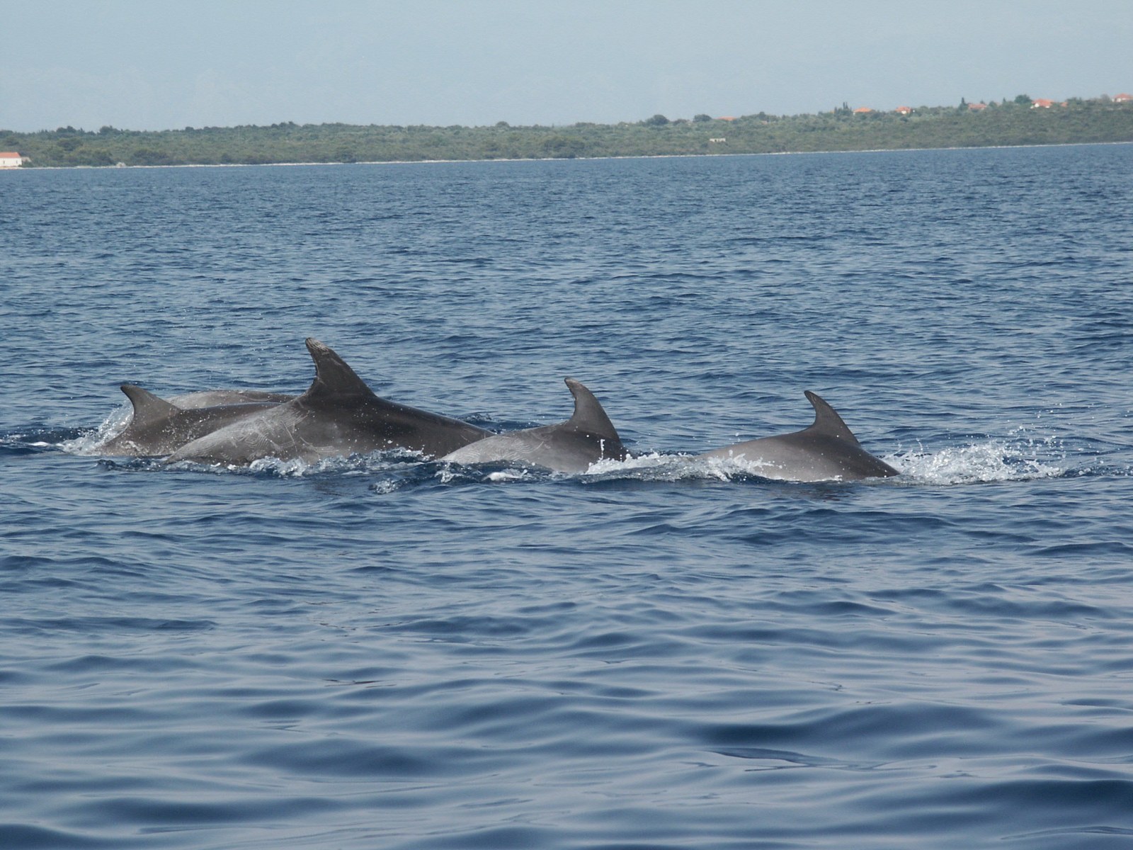 Photo 1301