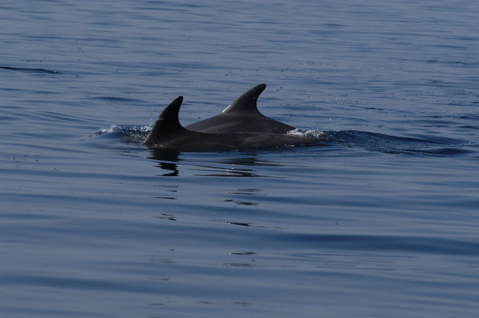 Photo 1393