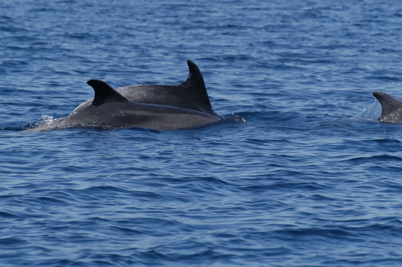 Photo 1748