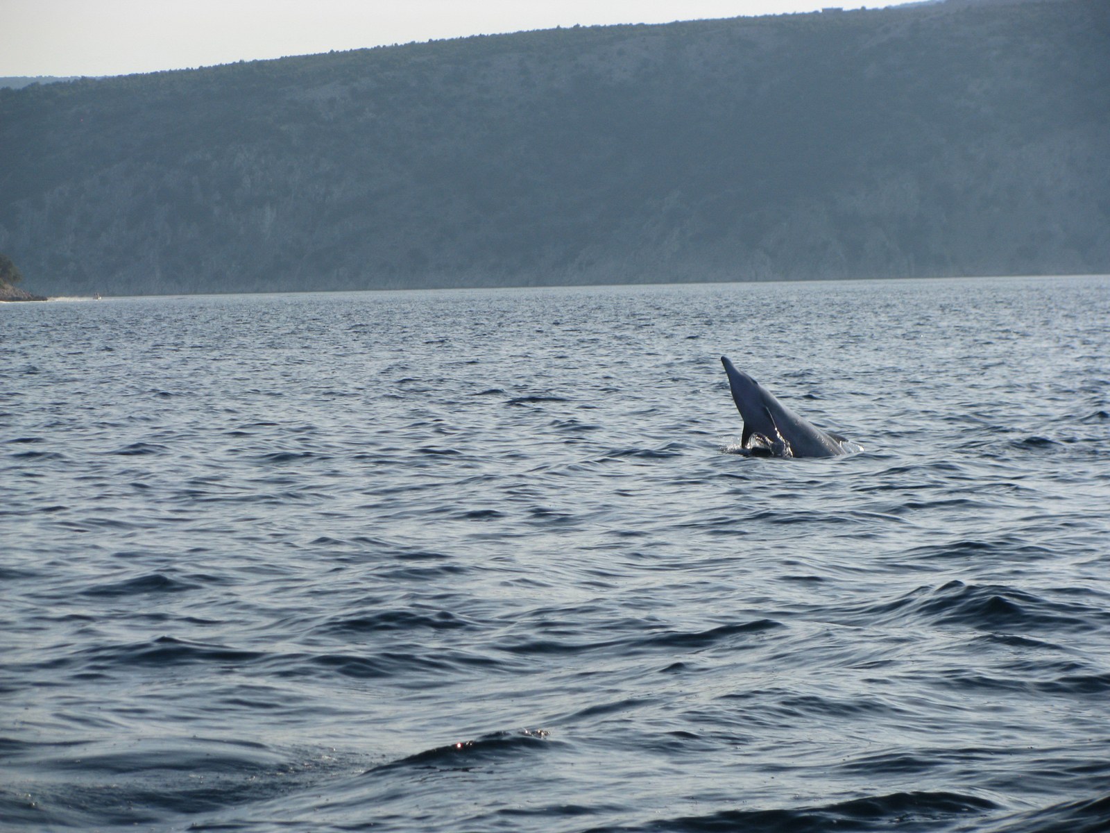 Photo 200