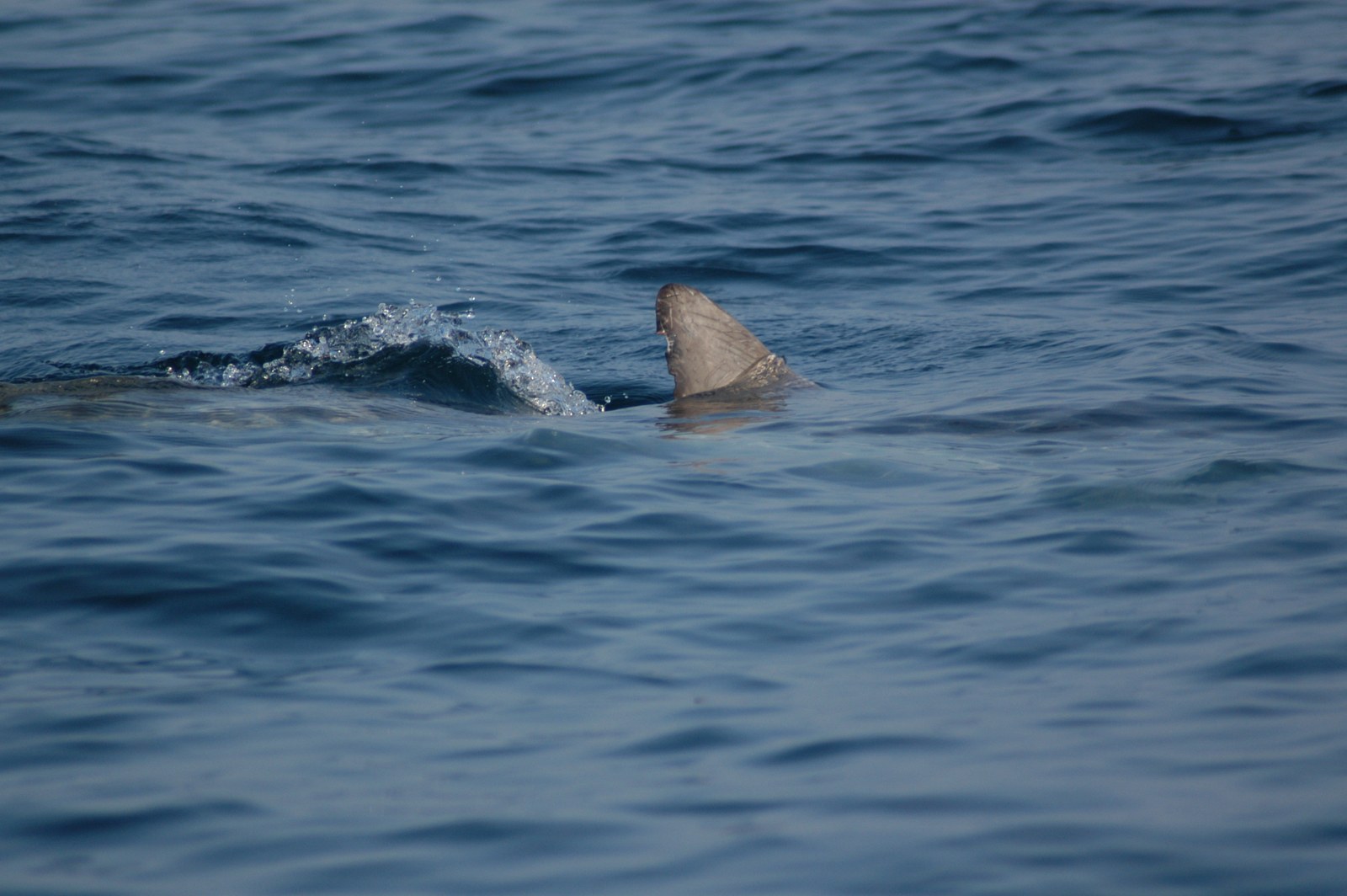 Photo 244