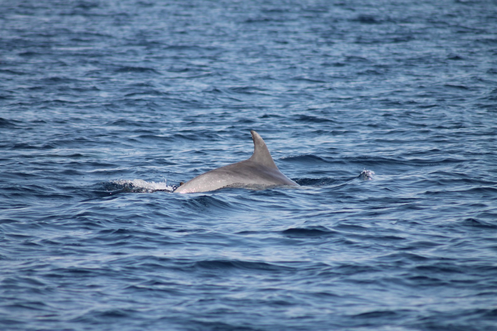 Photo 2740