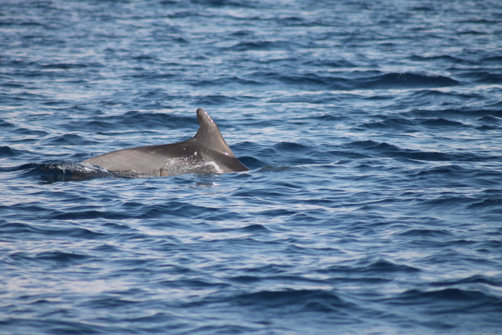 Photo 2742