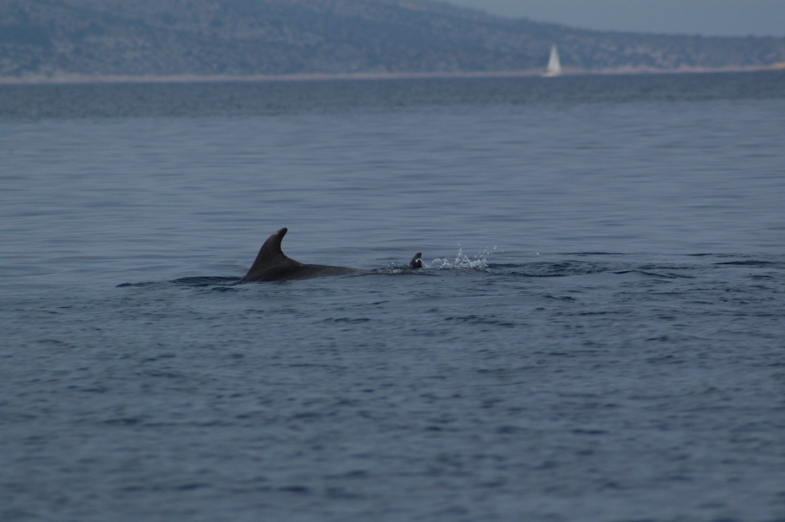 Photo 356