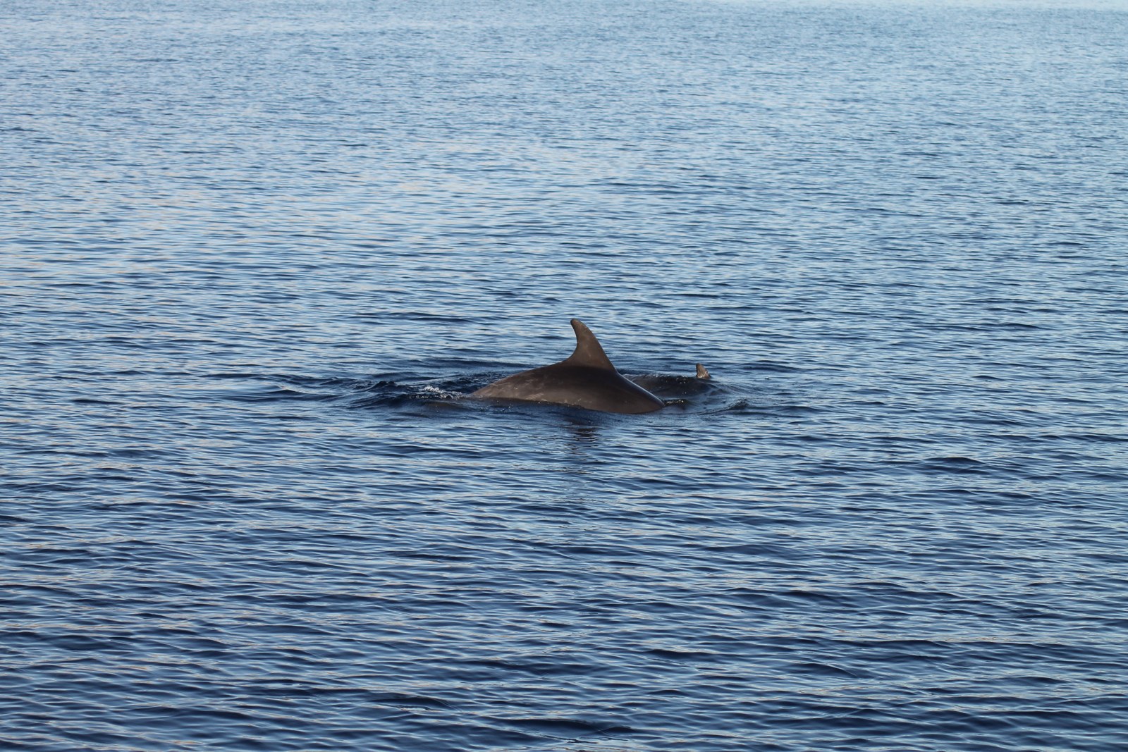 Photo 3695