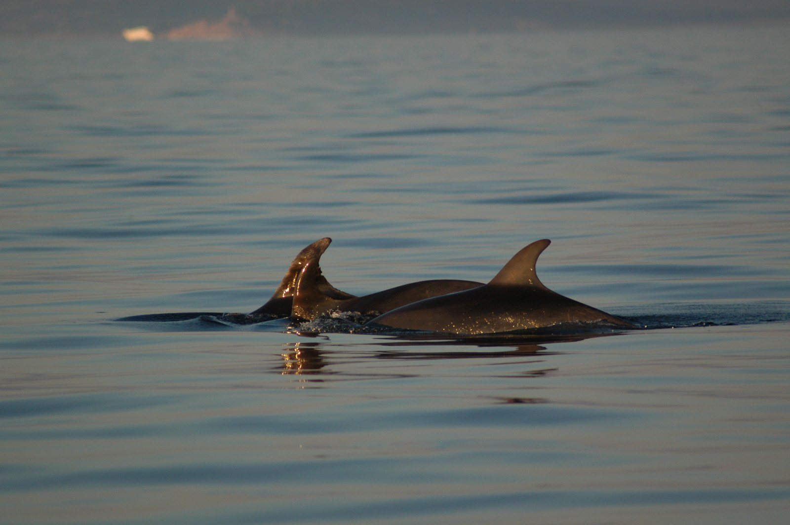 Photo 488