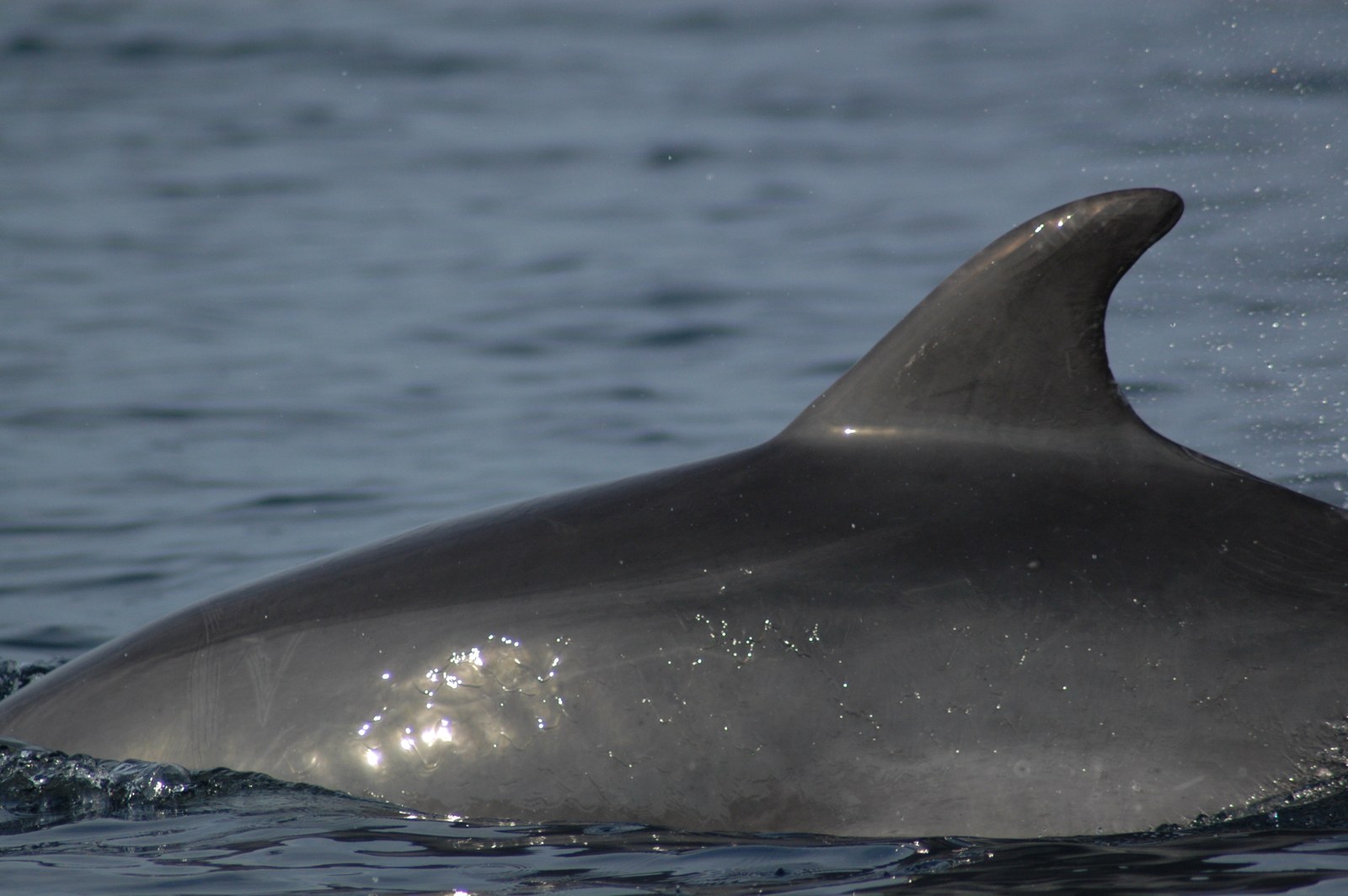 Photo 561